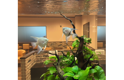 水草の間を優雅に泳ぐエンゼルフィッシュの大型水槽