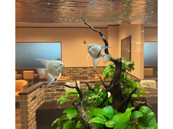 水草の間を優雅に泳ぐエンゼルフィッシュの大型水槽