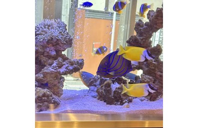 ワヌケヤッコとヒフキアイゴ、クマノミが泳ぐ海水魚アクアリウム