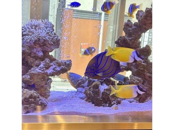 ワヌケヤッコとヒフキアイゴ、クマノミが泳ぐ海水魚アクアリウム