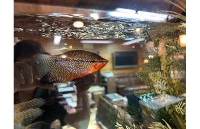 オフィス水槽の中を優雅に泳ぐパールグラミー。真珠のような模様とオレンジ色の発色が美しい熱帯魚のアップ写真。