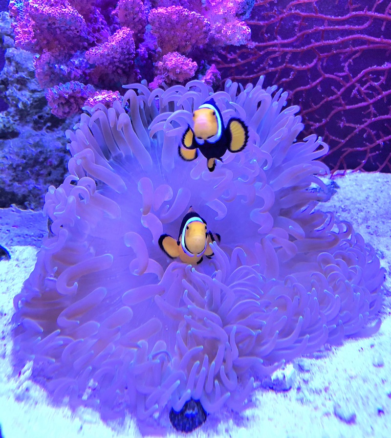 アクアリウム